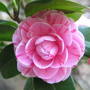 camelia - 1. Piante fiorite per dicembre